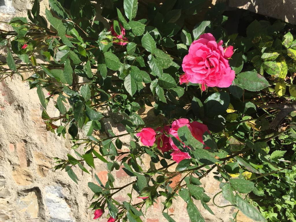 Campo Di Carlo Guest House Sassetta Luaran gambar